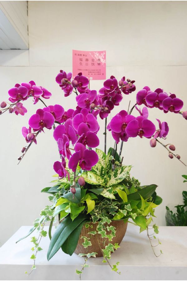 8株奢華蘭花之選